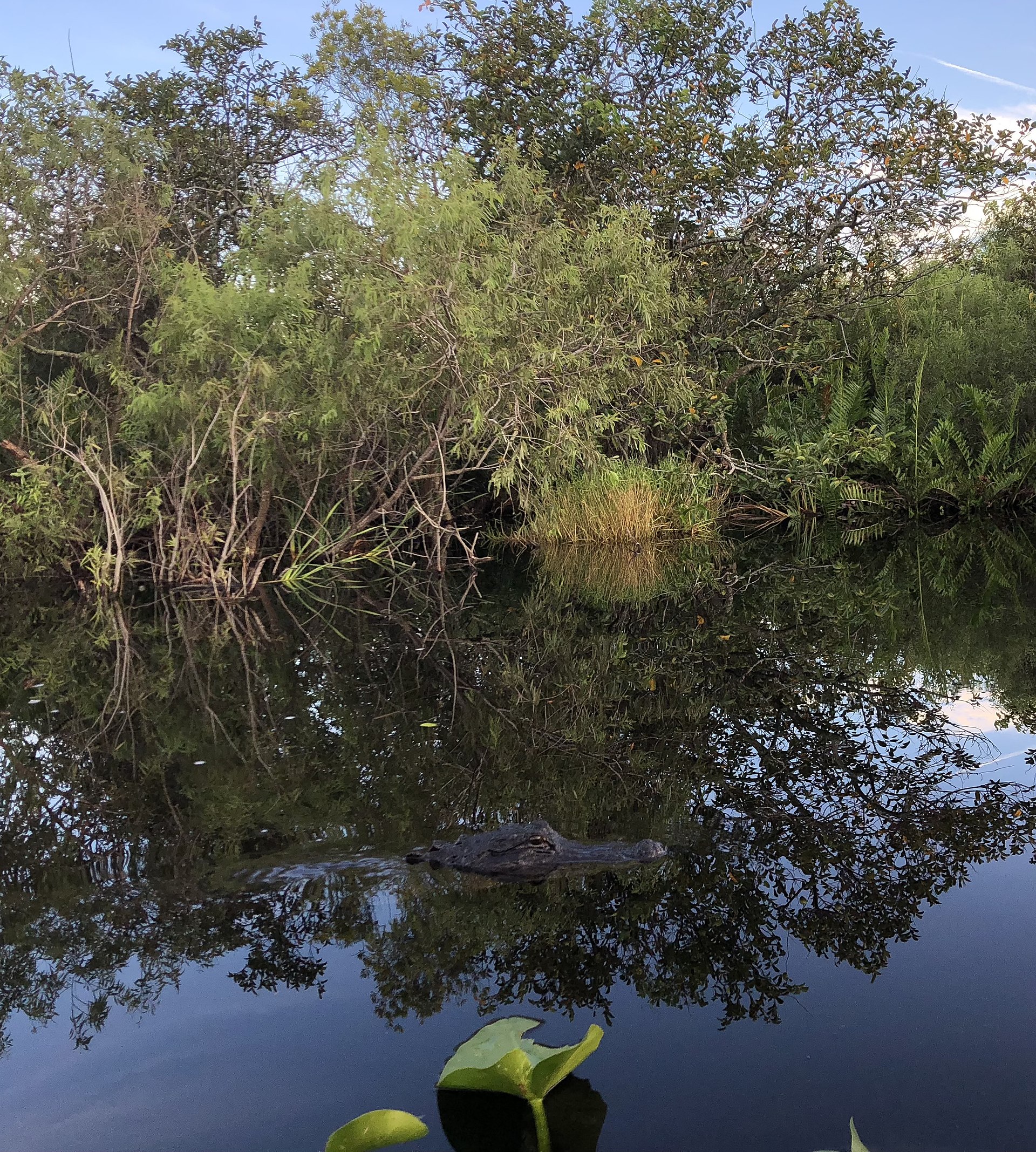 Everglades et Biscayne : les parcs de Floride